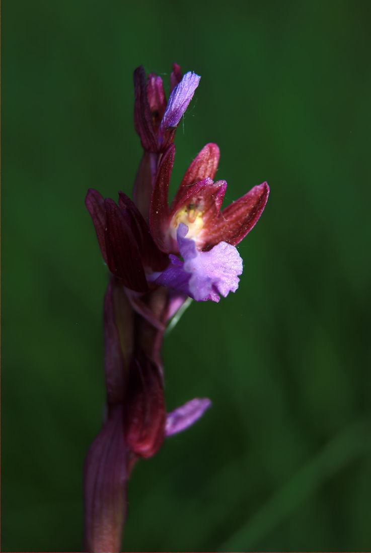 Orchidee nel pisano